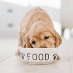 Hvordan bør du fodre din hundehvalp?
