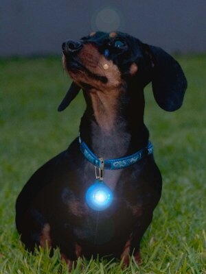 RogLite Safety Light hundelygte